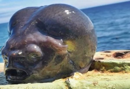 Bizzare "Alien" Creature Goes Viral After Fisherman Catches It At Sea