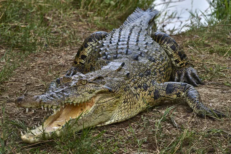 Police Recover 57-Year-Old Woman’s Remains After Viral Crocodile Attack in India